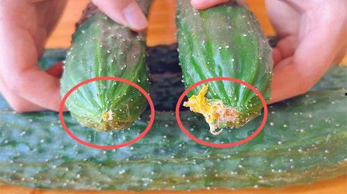 黄瓜的爆料视频在哪看,揭秘热门视频观看途径 第3张 黄瓜的爆料视频在哪看,揭秘热门视频观看途径 第3张