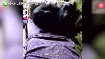 奇闻异事爆料视频,视频爆料背后的惊人真相 第2张 奇闻异事爆料视频,视频爆料背后的惊人真相 第2张