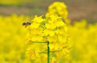 热点爆料油菜花视频,短视频记录下的春日田园风光 第1张 热点爆料油菜花视频,短视频记录下的春日田园风光 第1张